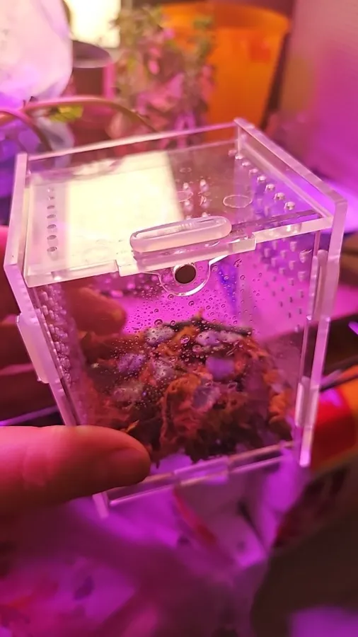 TaranTerra acrylic enclosure photographed by Karim B., a verified buyer