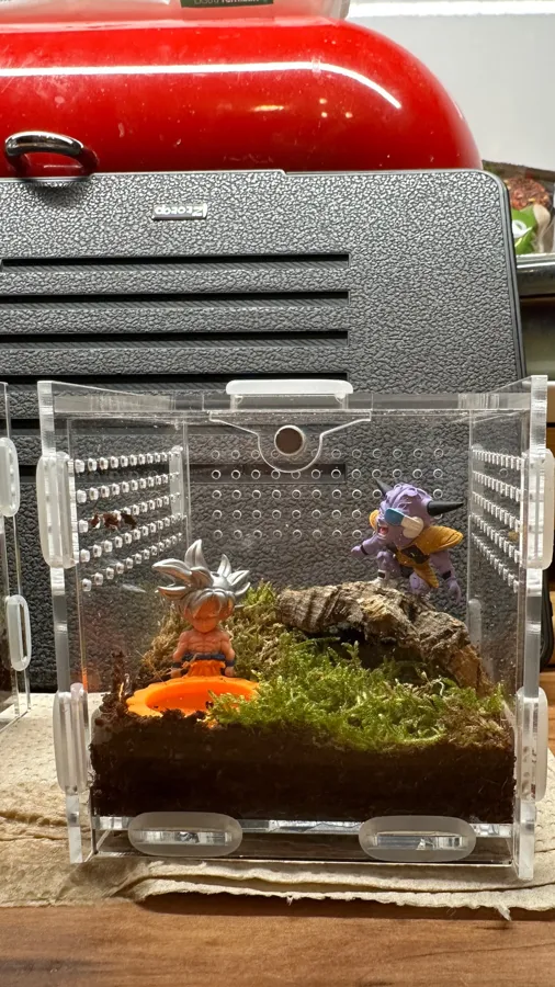 TaranTerra acrylic enclosure photographed by Lukas F., a verified buyer