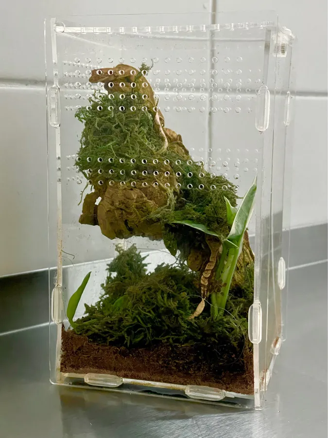 TaranTerra acrylic enclosure photographed by Marta W., a verified buyer