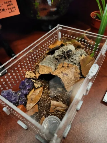 TaranTerra acrylic enclosure photographed by Tyler M., a verified buyer
