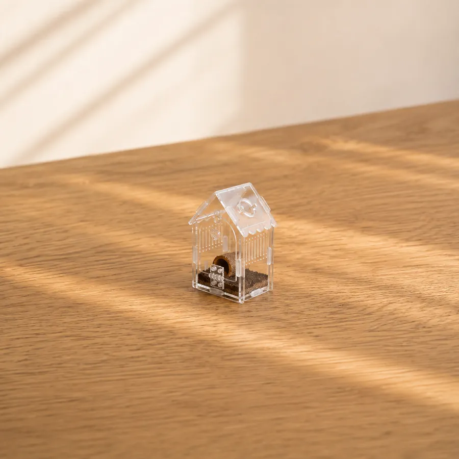 A very small clear house enclosure alone on a table, the scale a spiderling actually needs